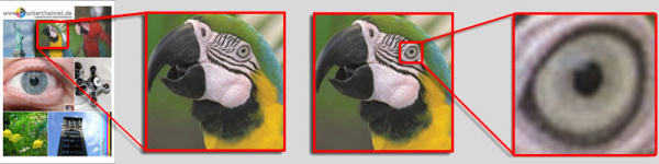 Der Papagei: Druckerchannel scannt den Papagei und fotografiert das Papageienauge unter dem Mikroskop.