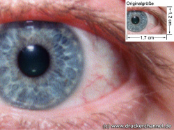 Auge (siehe Bild oben, kleines Auge in Bildmitte) in rund 18facher Vergrößerung.