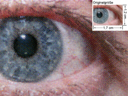 Auge (siehe Bild ganz oben - kleines Auge in Bildmitte) in rund 18facher Vergrößerung.