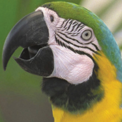 Der Papagei: Originalvorlage und...