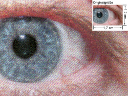 RPCS: Auge (siehe Bild oben, kleines Auge in Bildmitte) in rund 18facher Vergrößerung.