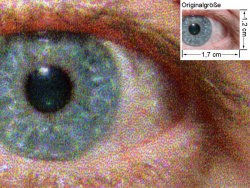 Auge (siehe Bild ganz oben - kleines Auge in Bildmitte) in rund 18facher Vergrößerung.