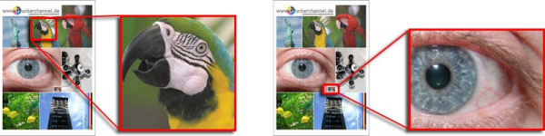 Fotodruck: Aus der gedruckten Vorlage scannt Druckerchannel den Papagei und das kleine Auge aus der Bildmitte.