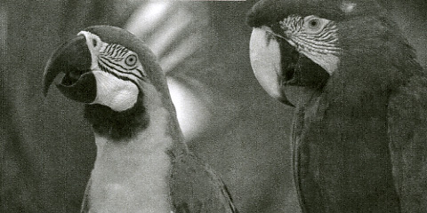 Brother HL-S7000DN Q Foto Papageien