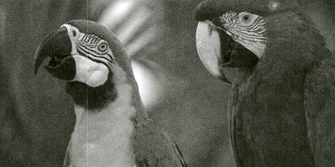 Brother HL-S7000DN Q Foto Papageien Streifen