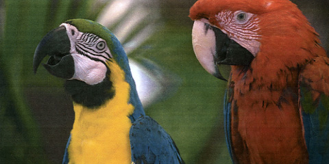 Brother MFC-9465CDN Q Foto Papagei gross