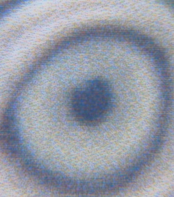 Auge des Papageis (55fache Vergrößerung).