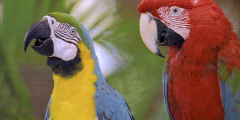 Canon iSensys MF8380Cdw Q Foto Papagei gross