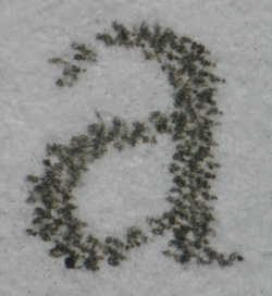 Canon Pixma iP3300: Text Schnelldruck.