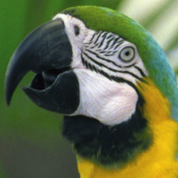 Der Papagei: Maximale Qualität.