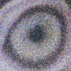 ... Foto "Pupille vom Papagei".