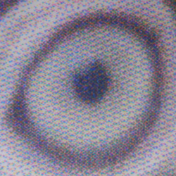 ... Foto "Pupille vom Papagei".