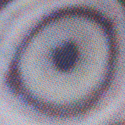 ... Foto "Pupille vom Papagei".