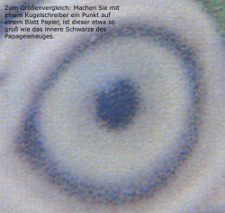 Makroaufnahme vom Auge des Papageis (Bild anklicken).