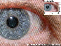 Auge: (siehe Bild oben, kleines Auge in Bildmitte) in rund 18facher Vergrößerung.