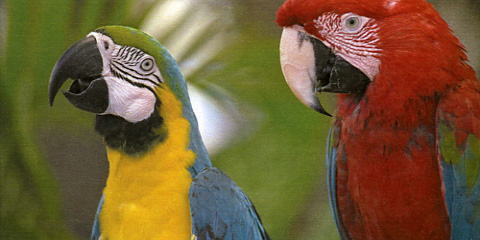 Epson Aculaser CX29 Q Foto Papagei gross