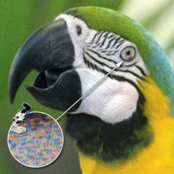 Papagei B-500DN: Satte Farben - Raster sichtbar.