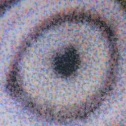 ... Foto "Pupille vom Papagei".