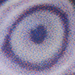 ... Foto "Pupille vom Papagei".