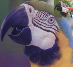 Fotodruck: Pixel sind mit bloßem Auge nicht mehr sichtbar.
