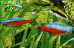 Stark vergrößerter Fisch im Modus "Fine Pattern": Raster ist erkennbar.