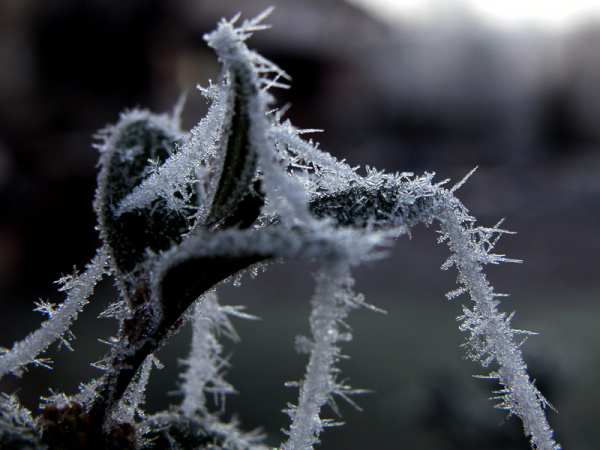 Winterzauber: Eiskristalle an Blättern und Spinnennetz.