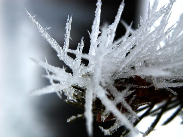 Winterzauber: Eiskristalle am Fichtenzweig.