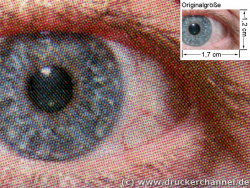 Auge (siehe Bild ganz oben, kleines Auge in Bildmitte) in rund 18facher Vergrößerung.