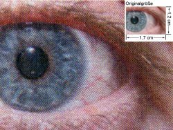 Auge (siehe Bild ganz oben - kleines Auge in Bildmitte) in rund 18facher Vergrößerung.