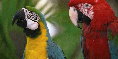 HP Color Laserjet Professional CP5225dn Q Papageien