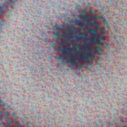 HP Deskjet 3070A B611a: Pupille des Papageis unter dem Mikrosokop.