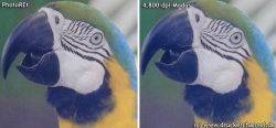 Papagei: Links PhotoREt, rechts 4.800-dpi-Modus.