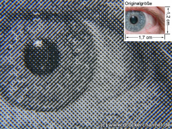 Auge (siehe Bild oben, kleines Auge in Bildmitte) in rund 18facher Vergrößerung.