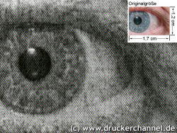 Auge (siehe Bild oben, kleines Auge in Bildmitte) in rund 18facher Vergrößerung.