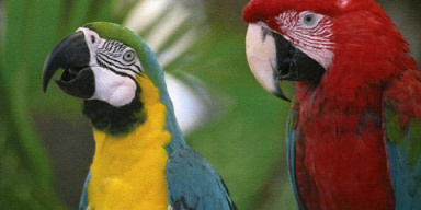 HP LJ Pro 400 color MFP M475dw Q Foto Papagei gross