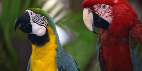 HP Officejet Enterprise Color Flow MFP X585z Q Foto Papageien