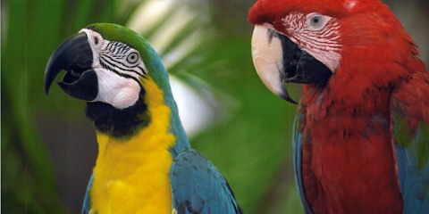 HP Officejet Pro X576dw Q Foto Papageien