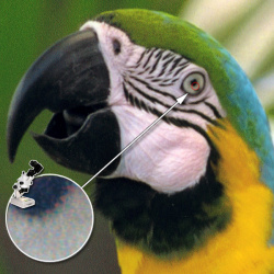 Fotodruck: Gut in hellen Bereichen, starkes Raster in dunklen.