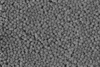 Know-How Epson Bleeding Mikroskop Normalpapier ungestrichen