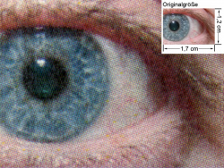 1650EN: Auge (siehe Bild oben, kleines Auge in Bildmitte) in rund 18facher Vergrößerung, Treiber PCL6.