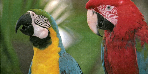 Kyocera FS-C2626MFP Q Foto Papageien