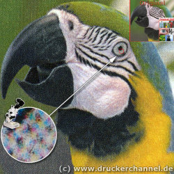 Fotodruck: Kyocera FS-C5020N.