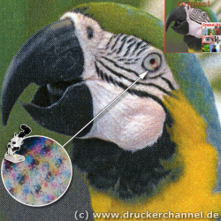 Fotodruck: Kyocera FS-C5030N.