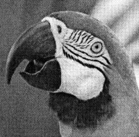 KyoceraPapagei