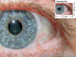 Auge: (siehe Bild oben, kleines Auge in Bildmitte) in rund 18facher Vergrößerung.