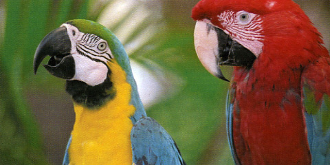 Lexmark X748de Q Foto Papageien