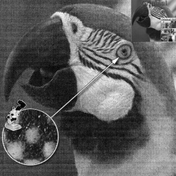 Oki B2400n: Druckt mit noch ausreichendem Kontrast.