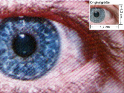 Fotomodus mit ProQ2400: Auge (siehe Bild oben, kleines Auge in Bildmitte) in rund 18facher Vergrößerung.