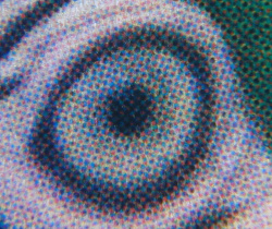 Makroaufnahme vom Auge des Papageis (Bild anklicken).