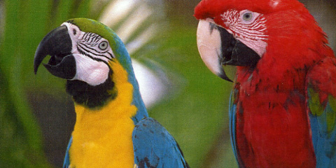 Oki C830dn Q Papageien